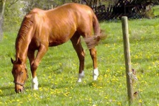  Vendita di pony e cavalli